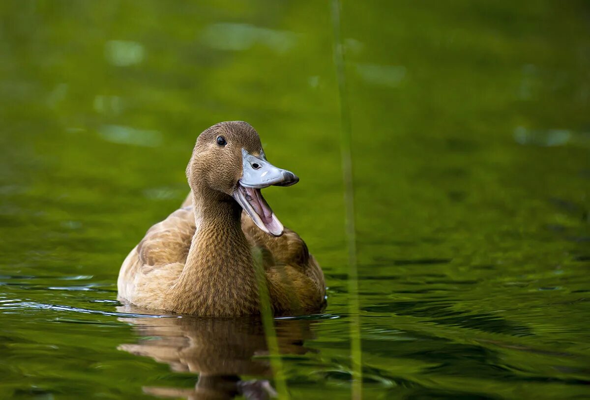 Duck Quack. Duck said Quack. Разговаривать кряканьем. A`backed Duck Acari.