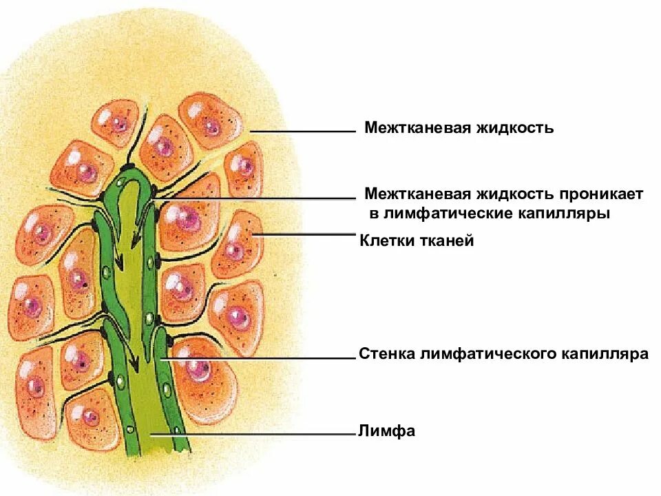 Расположение клеток по кругу Структура стебля двудольных растений: поперечный разрез в деталях Мудрость в объ