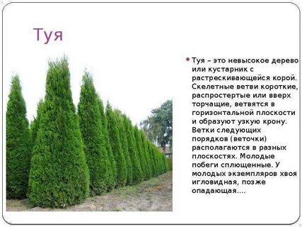 Ширины туем