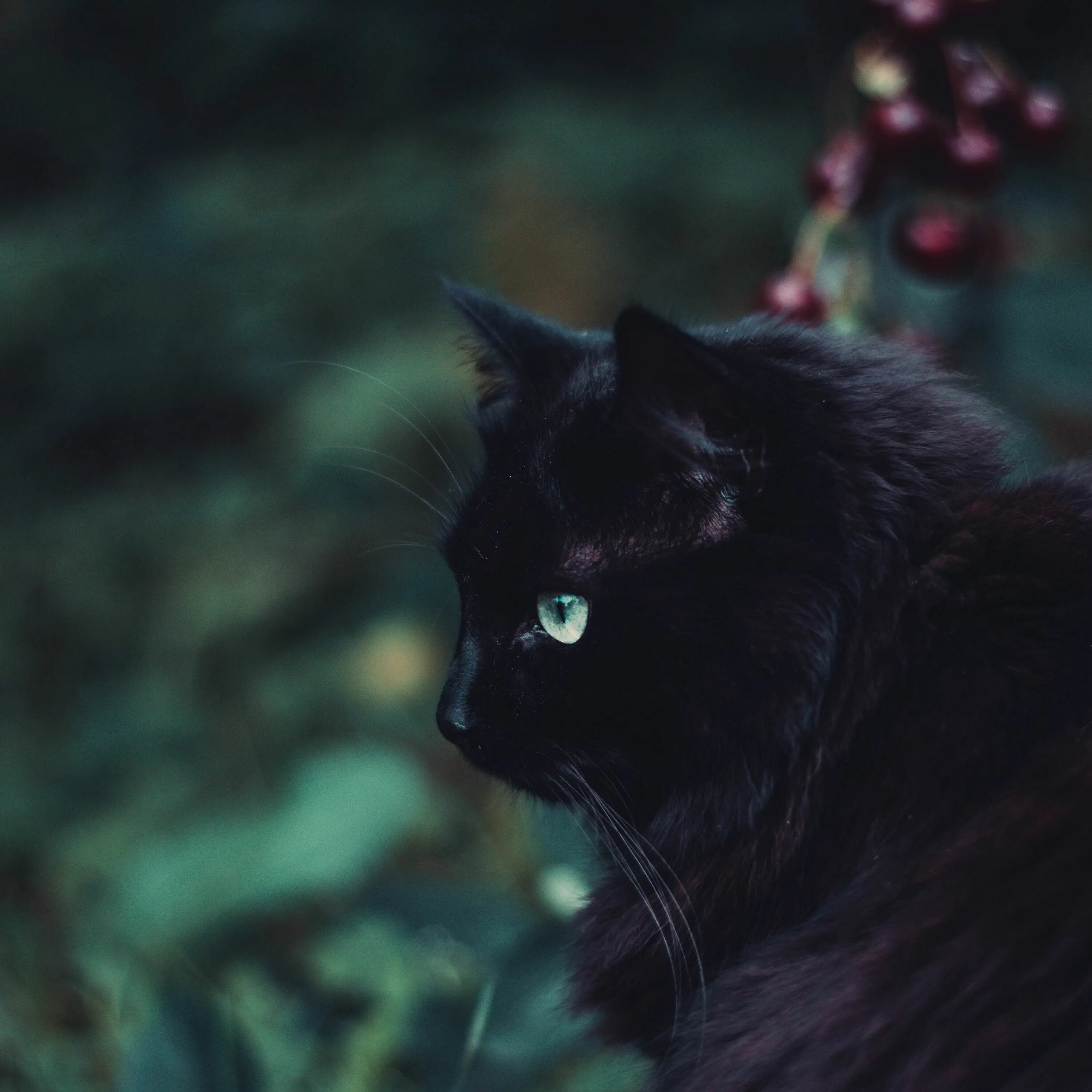 Чёрный кот. Черные коты. Черная кошка с зелеными глазами. Черная кошка в лесу. Черные кошки 10