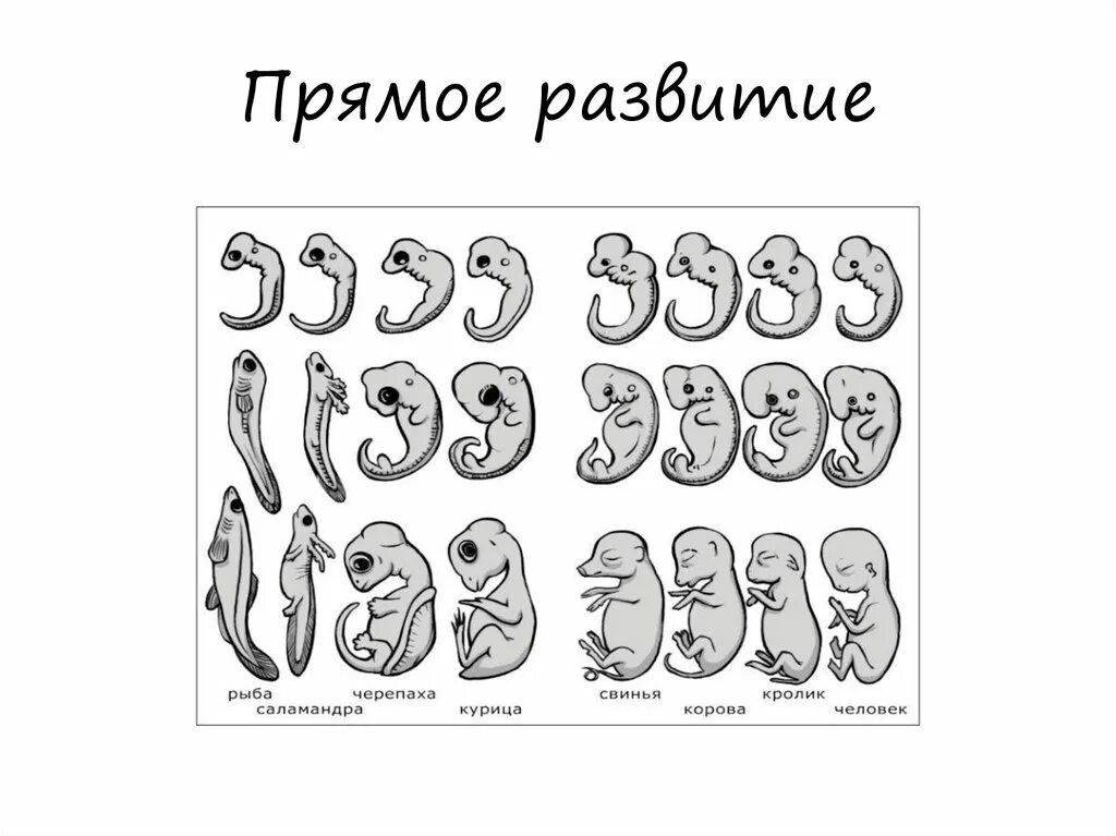 Конспект рост и развитие животных 8 класс. Рост и развитие животных. Рост и развитие животного организма. Рост и развитие животных 2. Рост и развитие животных презентация.