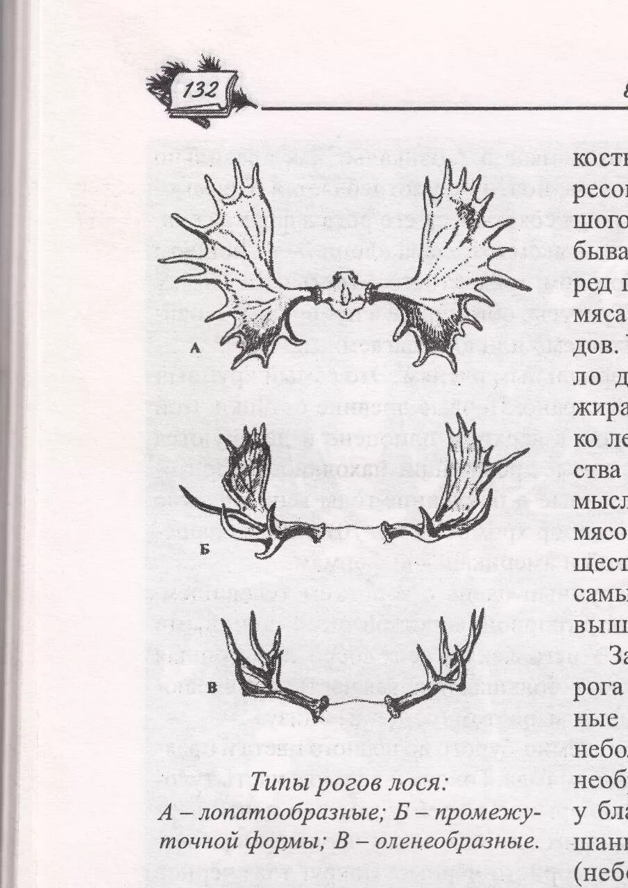 Сколько лет лосю