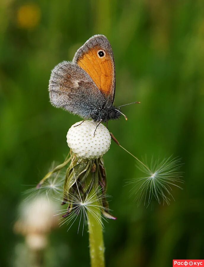 венесуэльский пуделевый мотылек тутовый шелкопряд. матылек. матылек. матылек. тутовый шелкопряд кокон.