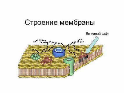 Мембранные липиды структура