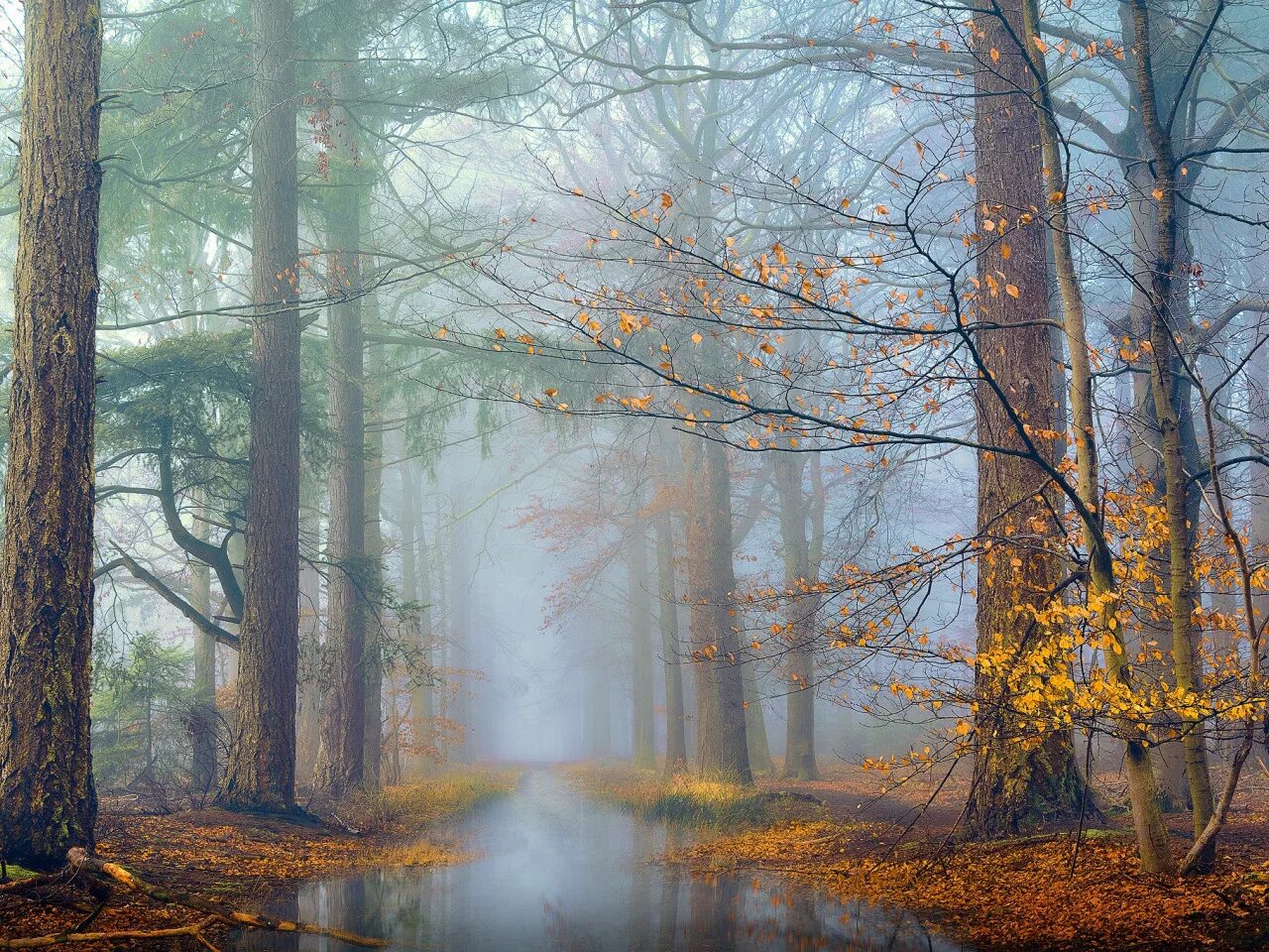 Ветвь туманного дерева. Лес в тумане. Обои осень.