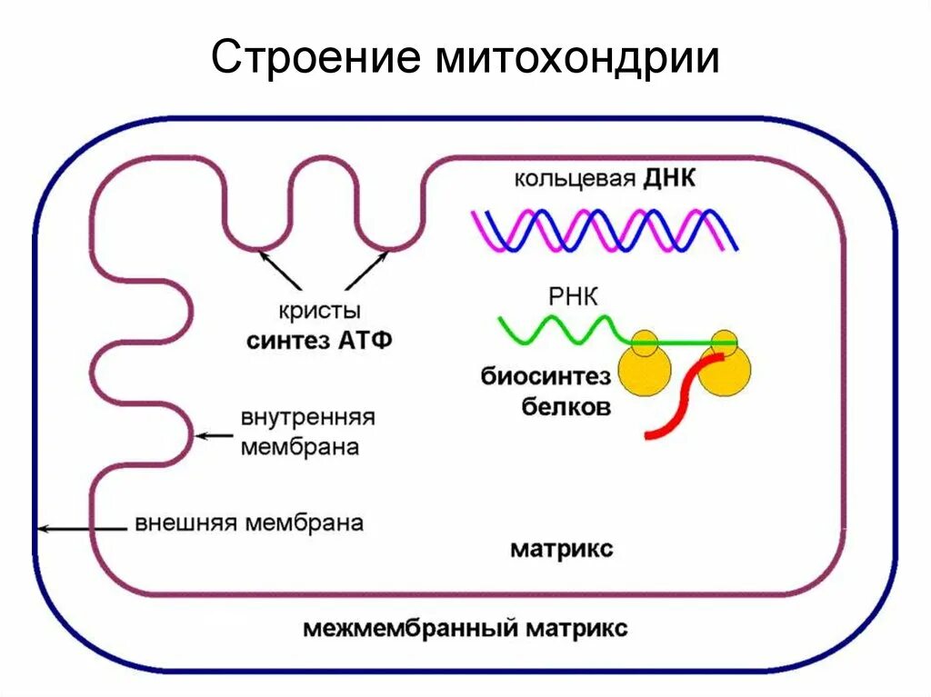 Схема строения митохондрии. Строение и функции митохондрии клетки. Митохондрии строение цитология. Схематичное строение митохондрии. Записать строение митохондрии