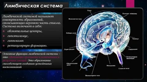 Лимбическая система