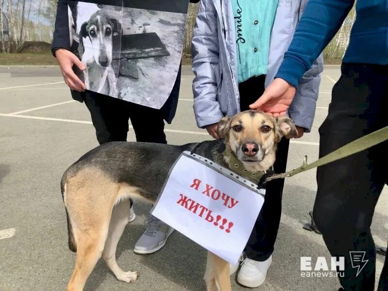 Против эвтаназии животных. Бездомные собаки. фото бездомных животных. бездомные животные фото. бродячие собаки.