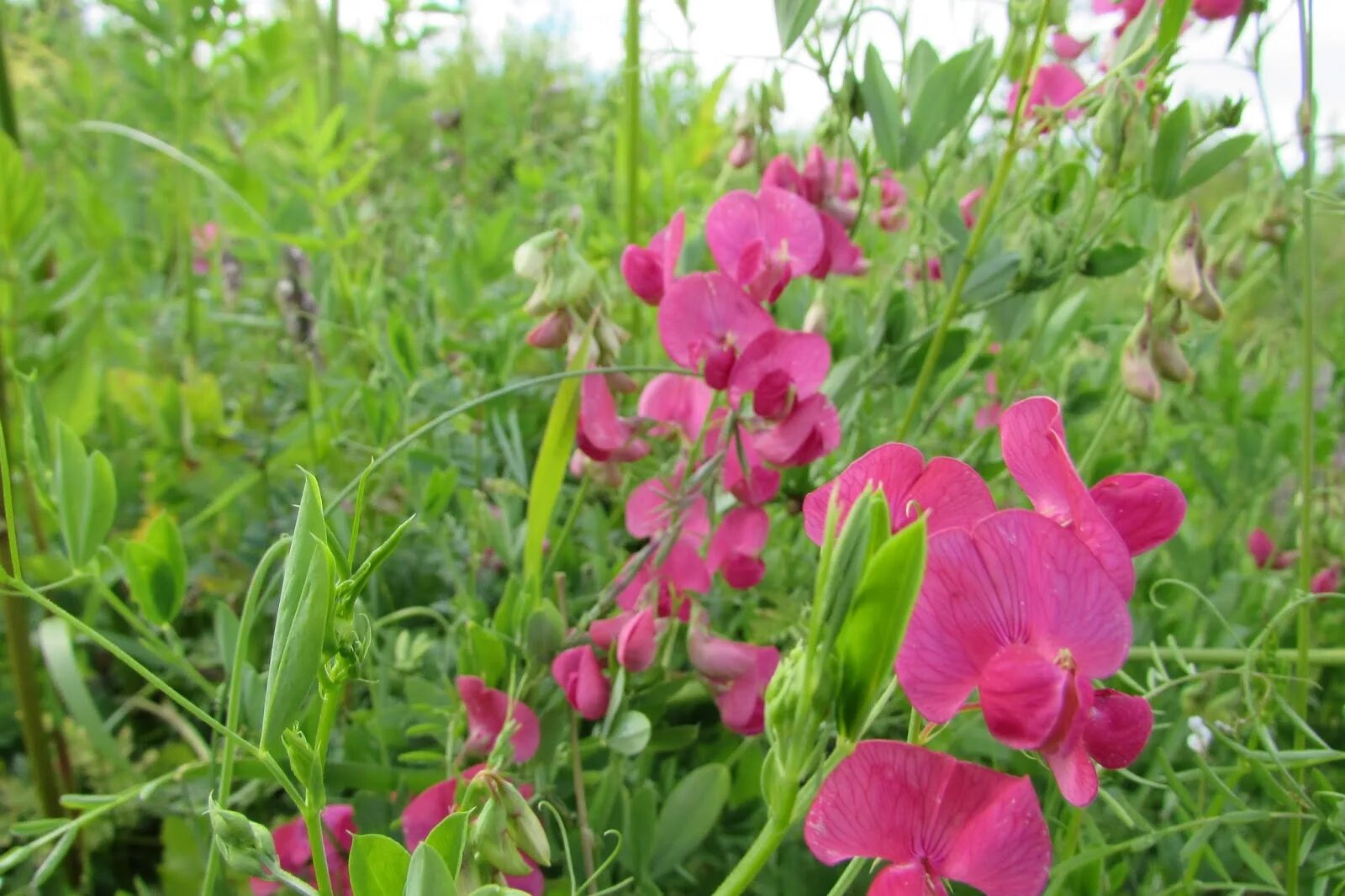 Чина ю. Чина Литвинова. Сочевичник весенний. Lathyrus litvinovi. Латирус сативус.