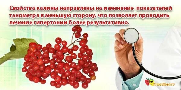 Чем полезна калина. Чем полезна рябина красная для организма. Калина полезные и вредные. Калина ягода полезные свойства. Вредна ли калина.