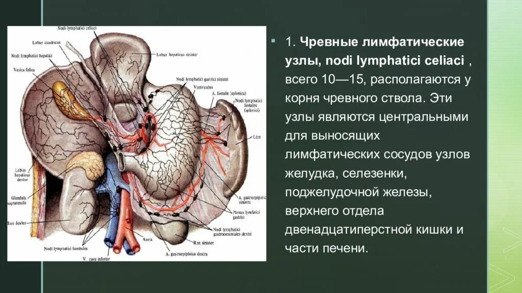 Лимфоузлы ворот печени. Кровоснабжение селезенки анатомия. Ворота печени лимфатические узлы. Кровоснабжение иннервация лимфоотток печени. Лимфатические сосуды селезенки.