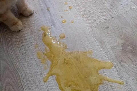 Кошку рвет жидкостью
