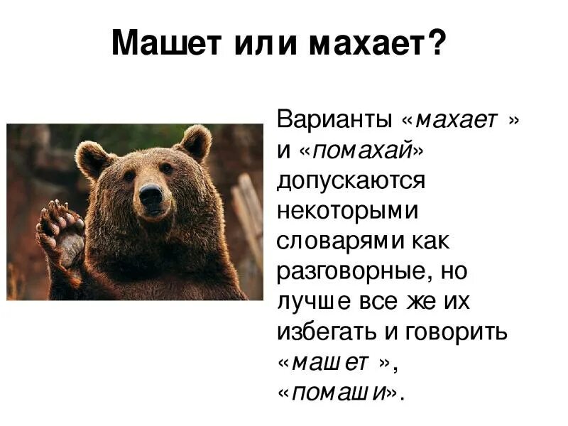 Махает или машет. Махаю или Машу. Махает или машет как правильно говорить. Махайте или машите. Руки машут текст