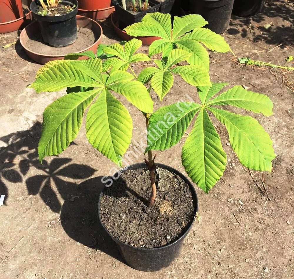 саженцы каштана. каштан конский саженцы. конский каштан дерево. каштан конский обыкновенный цветение. саженцы каштана.