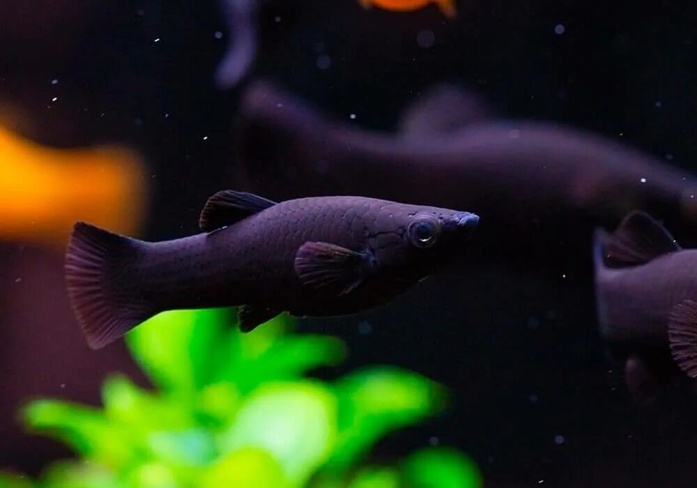 Моллинезия аквариум рыбка. Чёрная Молли (Моллинезия). Моллинезия сфенопс. Аквариумные рыбки черные моллинезии. Аквариумная рыбка Моллинезия черная.