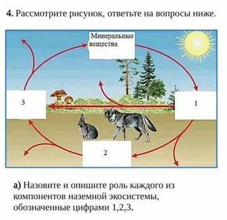 Экосистема вопросы