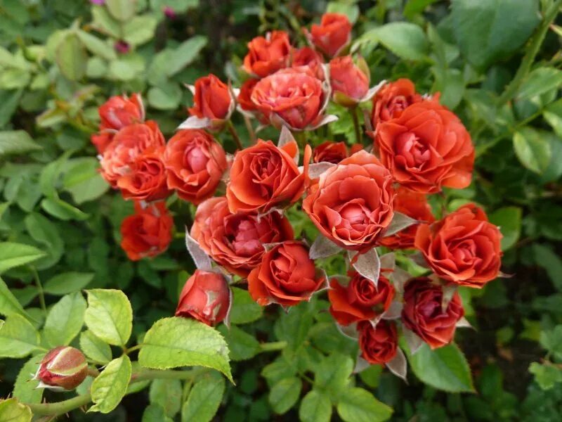 Сорт розы файер кинг. Кинг фаер. Fair king. Fair king. Fire king "файер кинг".