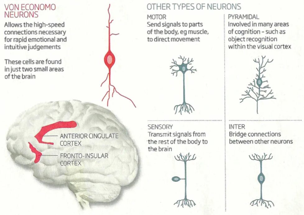 Brain 85. Нейроны фон Экономо. Связь нейронов головного мозга. Веретеновидные Нейроны. Веретеновидные горизонтальные Нейроны.