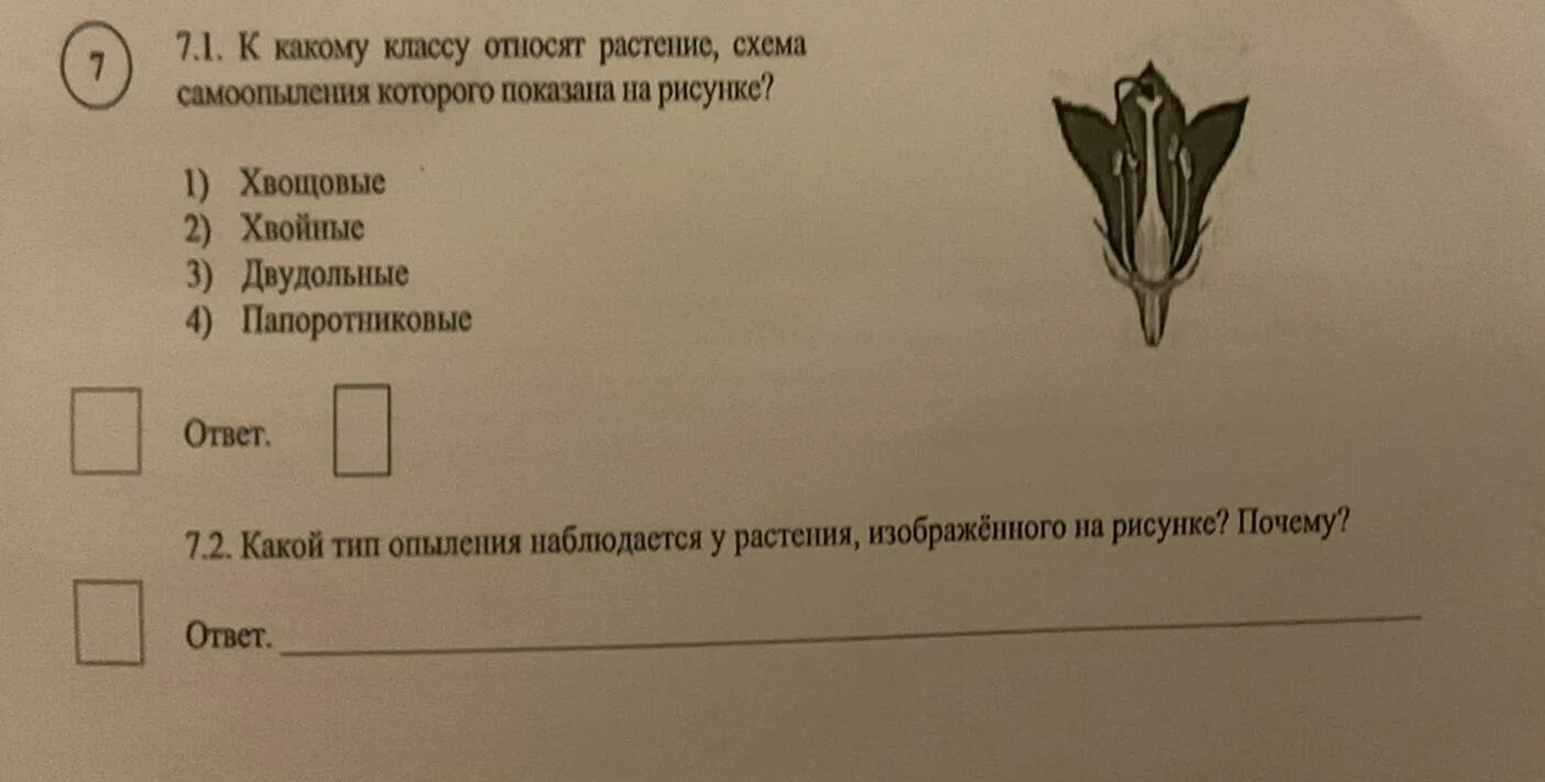 Схема самоопыления хвойные. К какому классу относят растение. Ка какому классу относят растения. К какому классу относится растение схема опыления. К какому классу относится растение изображенное на рисунке.