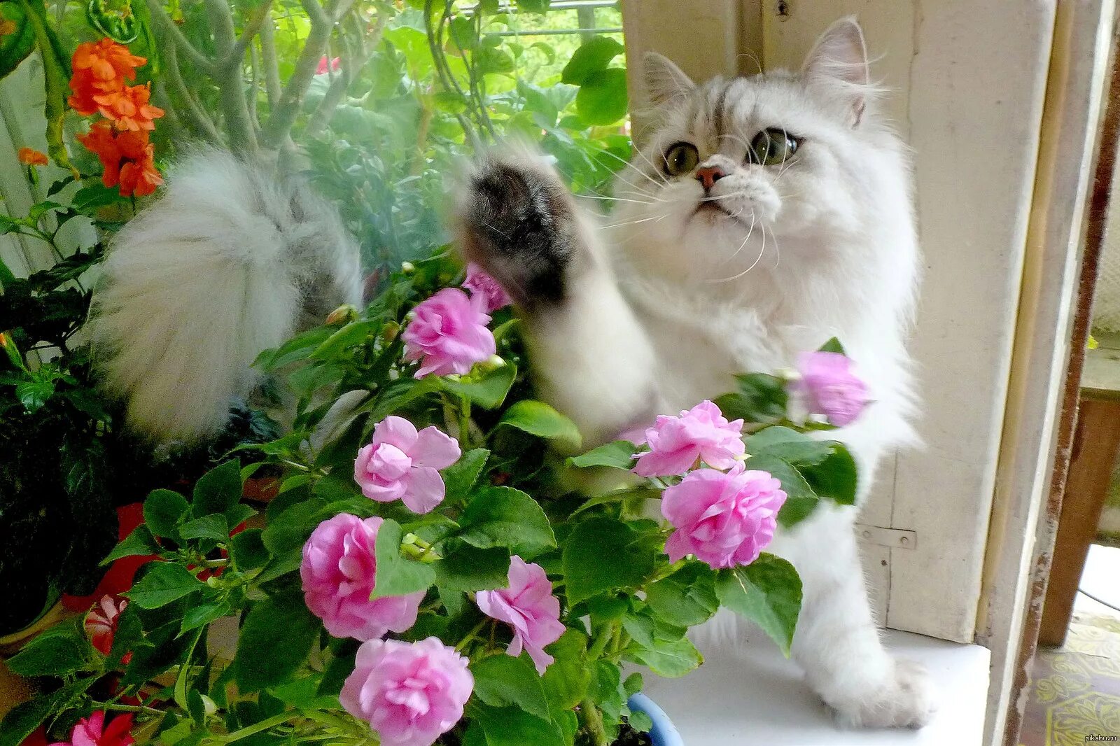 Кошка много цветов. Кошка с цветами. Котик с цветочком. Кошечка в цветах. Кошечка красивая с цветами.
