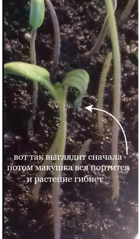 Семядольные листья томатов вянут. Семядольные листья томатов вянут