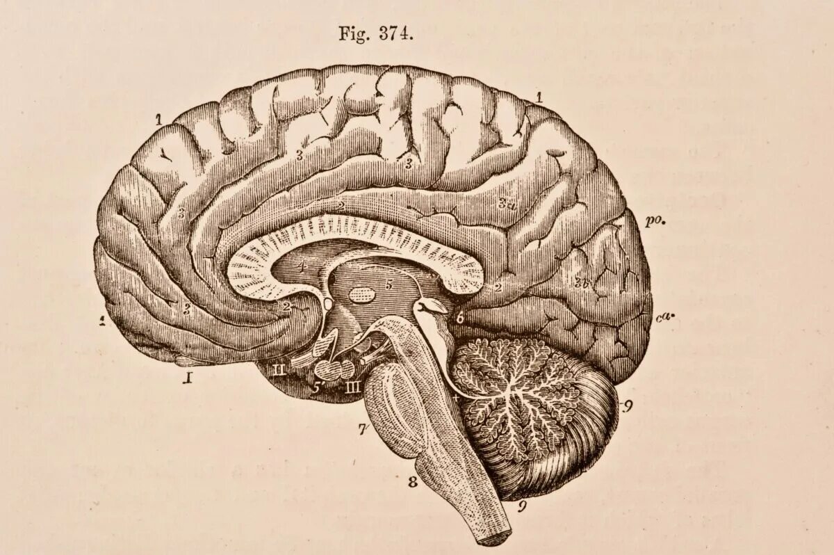 The brain 12