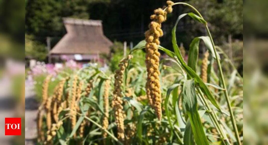 Panicum... (Стефания Грейцесс) / Стихи.ру