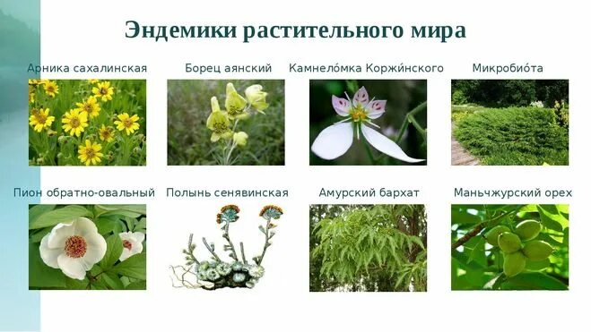 эндемик эндемики. животные и растения эндемики. эндемики крыма растения и животные с описанием. эндемики растения. животные и растения эндемики.