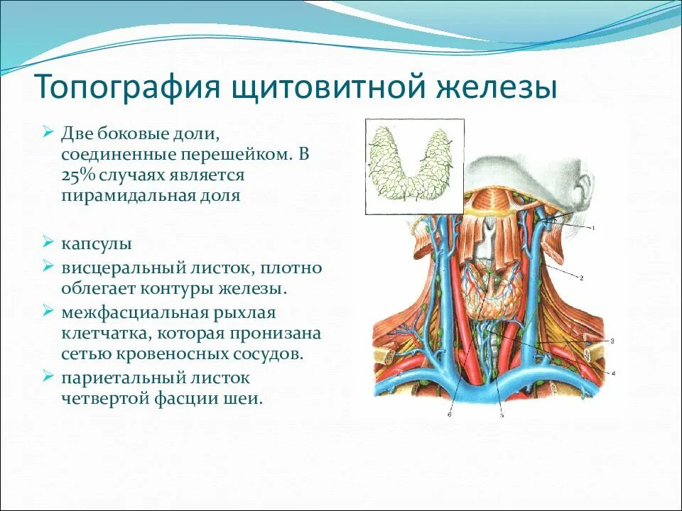 Spatium retropharyngeum. Органы шеи топографическая анатомия. Топография шеи топографическая анатомия. Оперативная хирургия шеи топографическая анатомия.