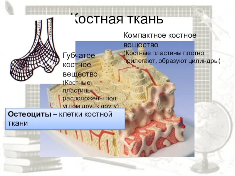 Участвует в образовании костной ткани. Губчатая и компактная костная ткань. Компактное вещество костной ткани. Губчатое вещество костной ткани. Губчатое и компактное вещество костной ткани.