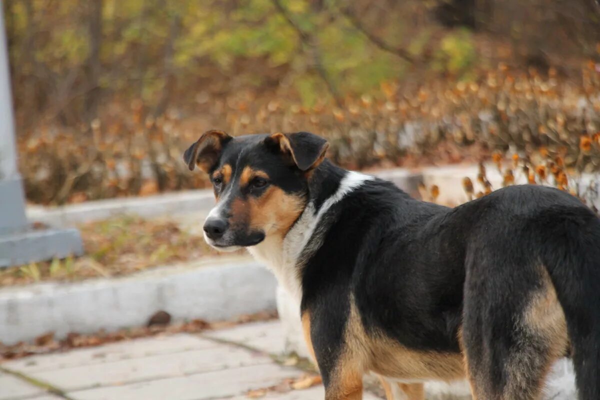 Продолжительность жизни собак дворняжек. Сколько живут собаки дворняги. Маленькая дворняга. Продолжительность жизни собак. Порода двортерьер.