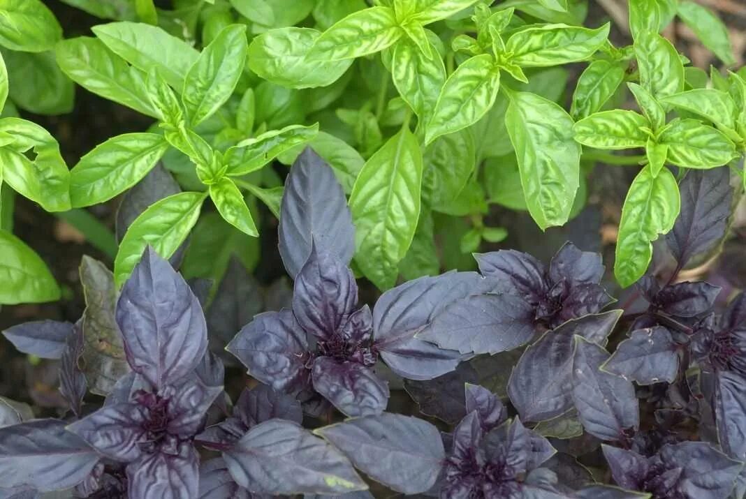 Базилик рубра. Базилик реган фиолетовый. Базилик какой лучше. Базилик зеленый мелколистный. Базилик какой лучше.