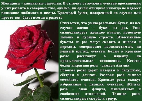 Что означает розовое красное. Красные розы на языке цветов. Красные розы значение.