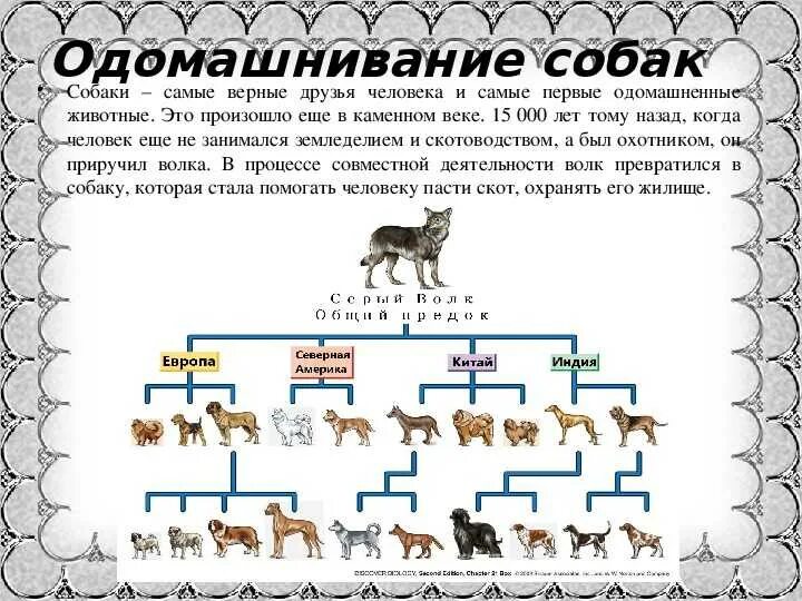 Этапы процесса одомашнивания животных. Одомашнивание собаки. Приручение животных история. Схема происхождения собак.