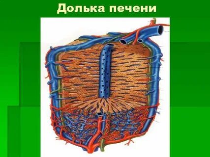 Клетки дольки печени