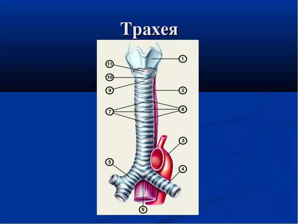 Трахея. Трахея человека. Строение трахеи человека. Трахея рисунок. Длина трахеи