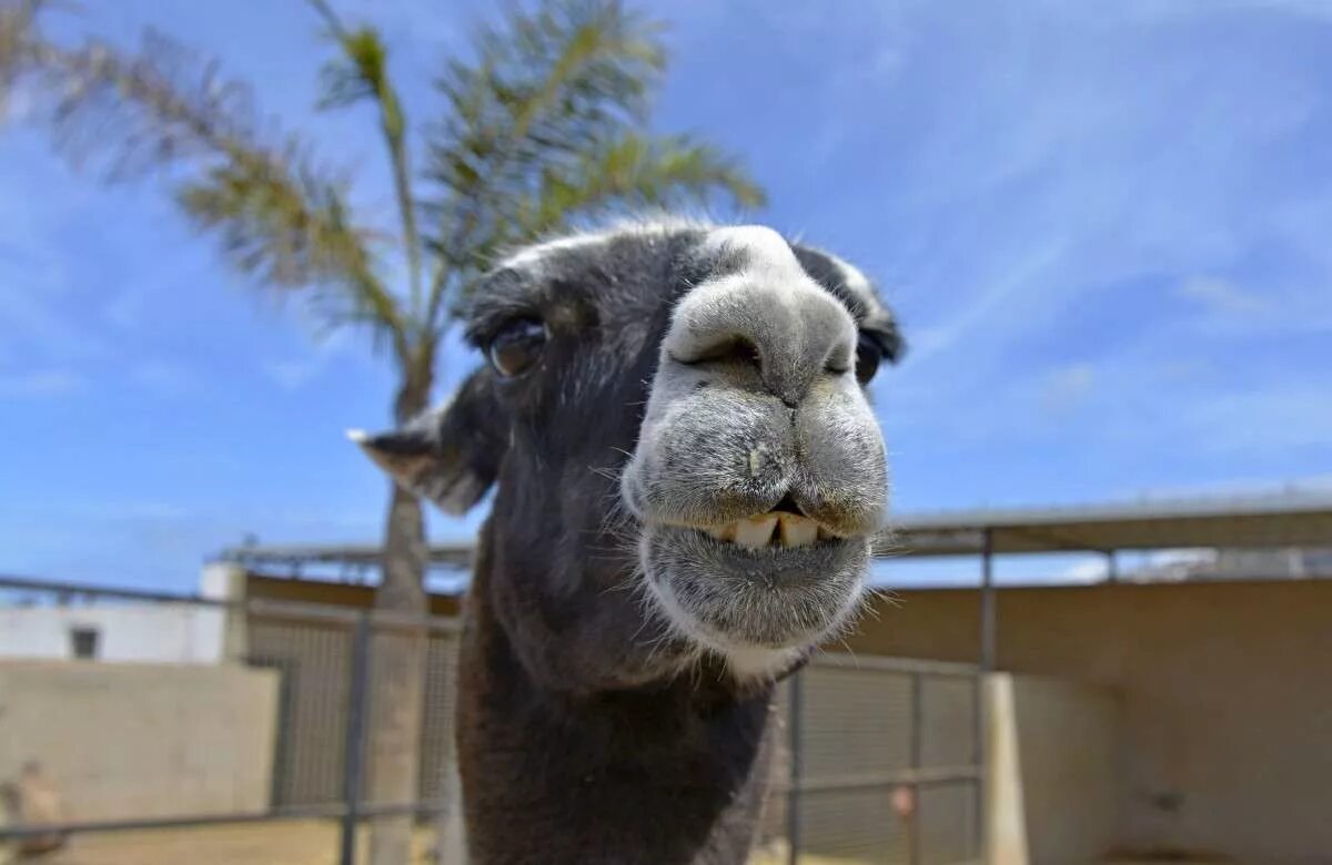 мама лама а4