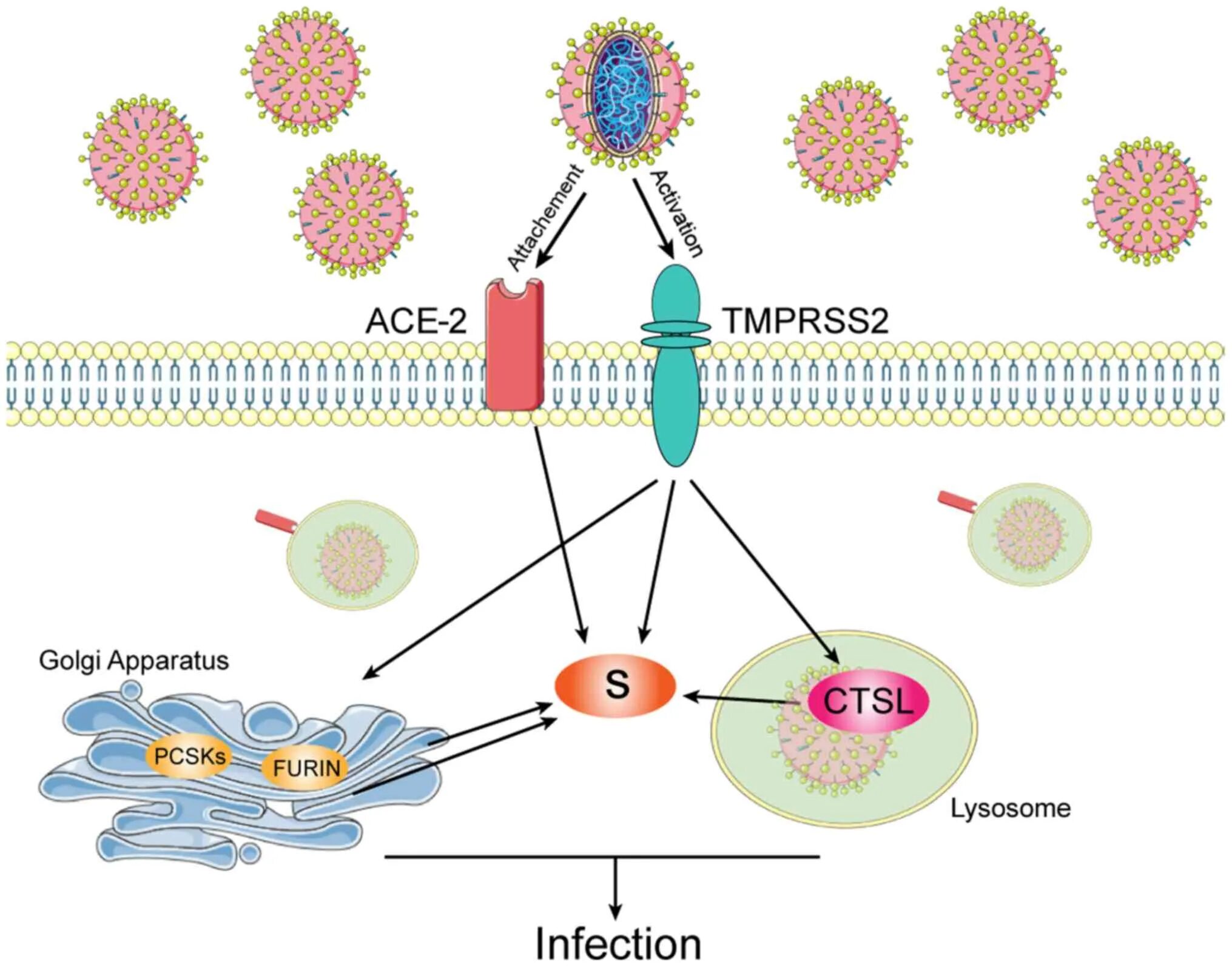 Вирус sars-cov-2 рецептор ace2. Ace 2 рецептор sars-cov-2. Жизненный цикл рнк вируса схема. Рецепторы коронавируса. Рецепторы коронавируса.