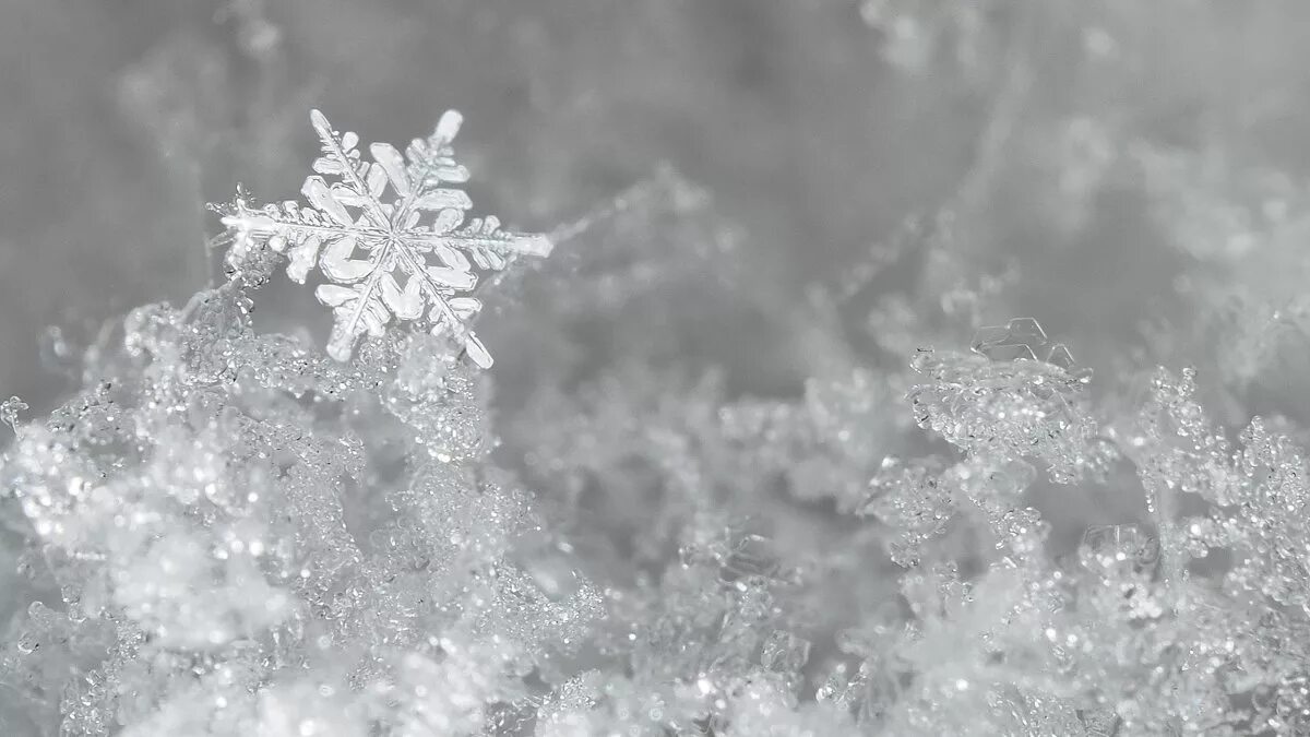 Хлопьями белыми падает снег. Снежинки. снег снежинки. снежные хлопья. крупный снег.