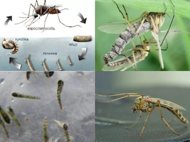Кто питается комарами и их личинками. Цикл жизни комаров. Личинка комара дергуна. Жизненный цикл комаров. Жизненный цикл комара звонца.