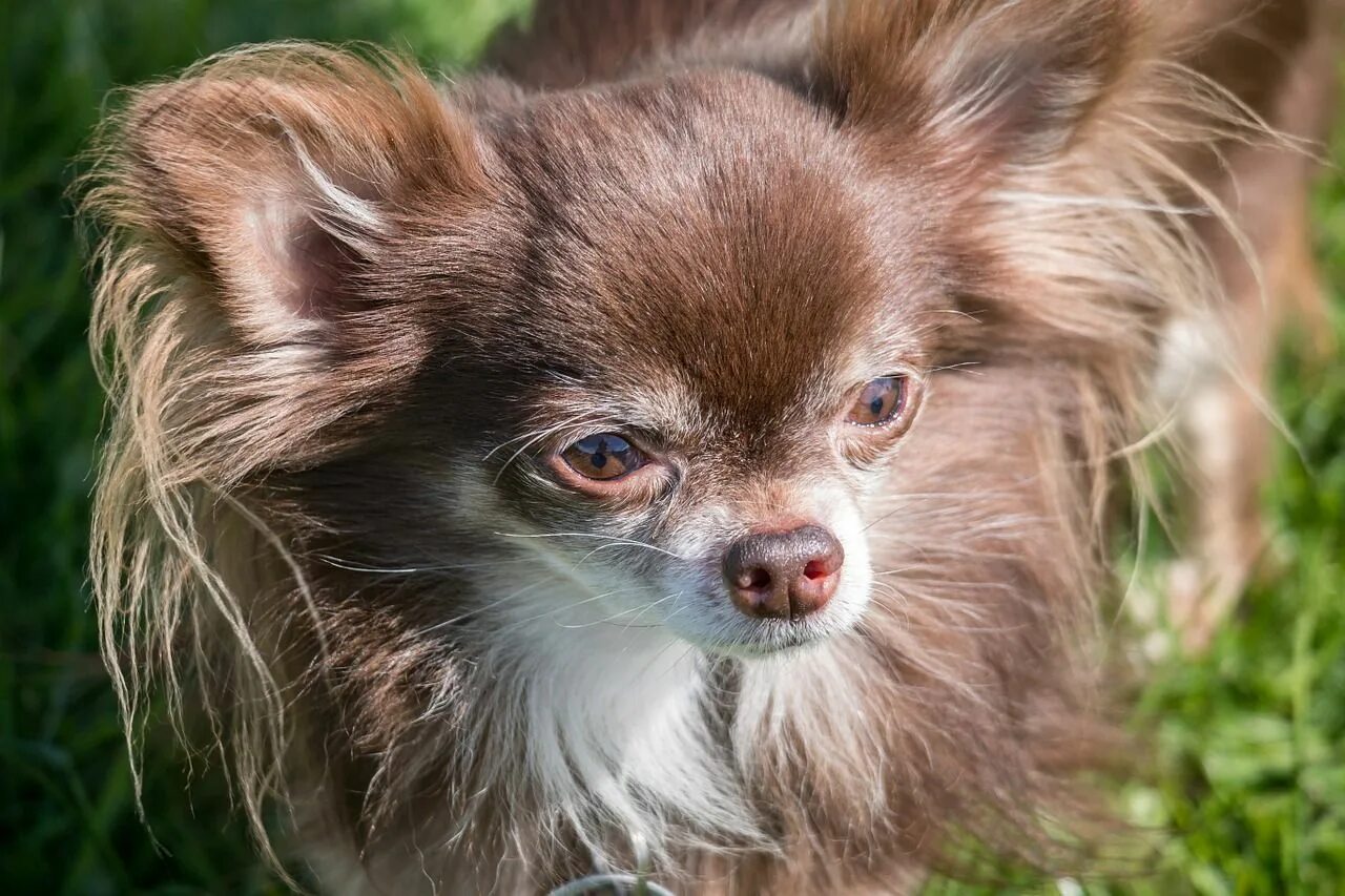 Порода собак чихуахуа. Собака чихуахуа мохнатая. Чивава порода собак. Чихуахуа волосистая.