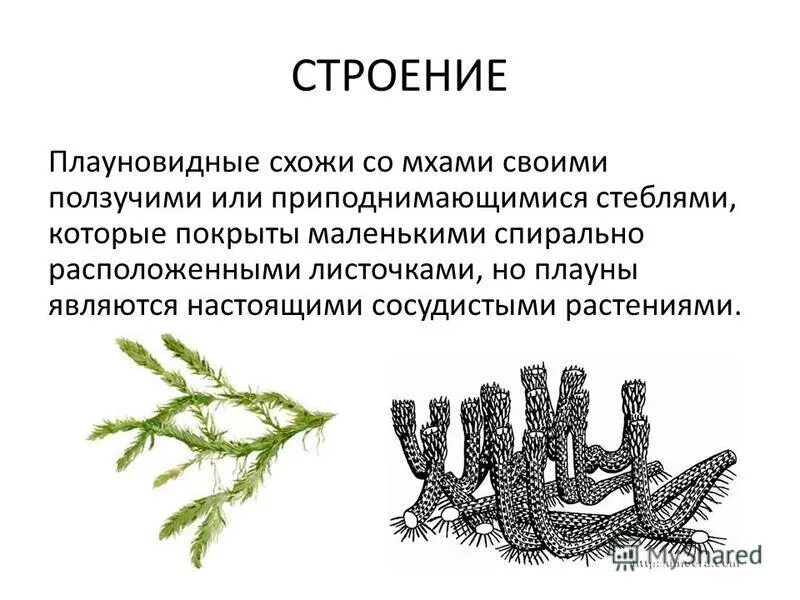 Плауновидные эволюция. Плауновидные эволюция. Плауны споровые растения. Мхи папоротники голосеменные. Голосеменные красные водоросли мхи плауновидные что лишнее.