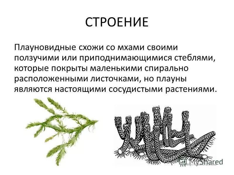 Тест по плаунам. Строение плауна. Отдел плауны строение. Плаун булавовидный строение. Плаун сплюснутый строение.