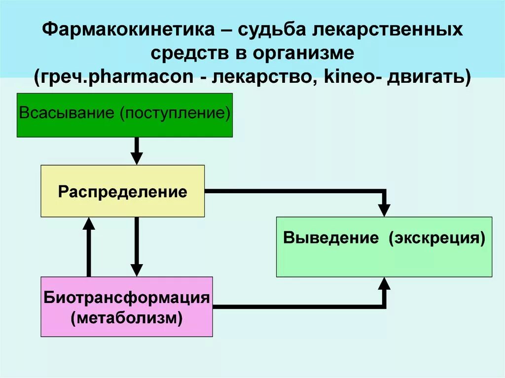 Передача лс. Фармакокинетика распределение лекарственных веществ в организме. Фармакокинетика распределение лекарственных средств. Основные этапы фармакокинетики лекарственных веществ схема. Фармакокинетика всасывание лекарственных веществ.