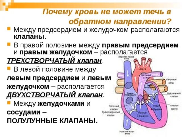 Между правыми предсердием и желудочком находится клапан. Клапан между левым желудочком и левым предсердием. Клапаны между предсердиями и желудочками. Между левым предсердием и левым желудочком расположен. Клапан между правым предсердием и правым желудочком.