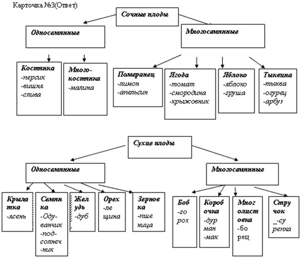 Классификация сухих плодов 6 класс биология. Схема сухие и сочные плоды 6 класс биология. Схема сухие и сочные плоды. Биология 6 класс плоды таблица сухие и сочные. Основные группы плодов