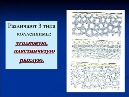 Укажите механическую ткань