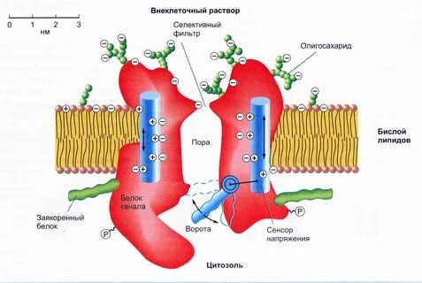 Ионные каналы