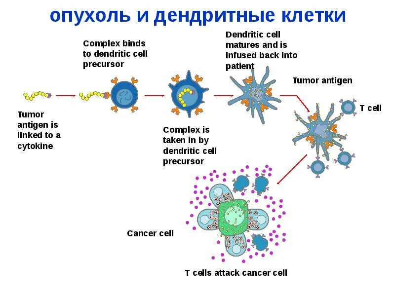 Вакцина дендритными клетками. Дендритные клетки иммунной системы. Цитокины дендритных клеток. Незрелые дендритные клетки иммунология. Дендритные клетки схема.
