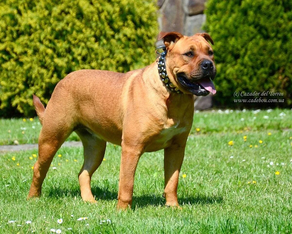 Па де бо. Мальтийский бульдог кадебо. Мастиф кадебо. Мастиф кадебо. Майорский мастиф ка де бо.